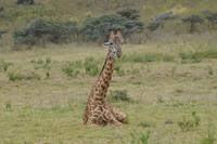 Arusha - Giraffe