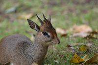 Arusha - Kirk Dikdik