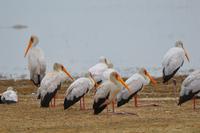Manyara - Nimmersatt Storch