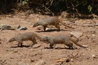 Manyara - Zebramanguste