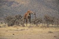 Massai Steppe - giraffe
