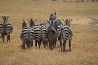 Ngorongoro - zebra 2