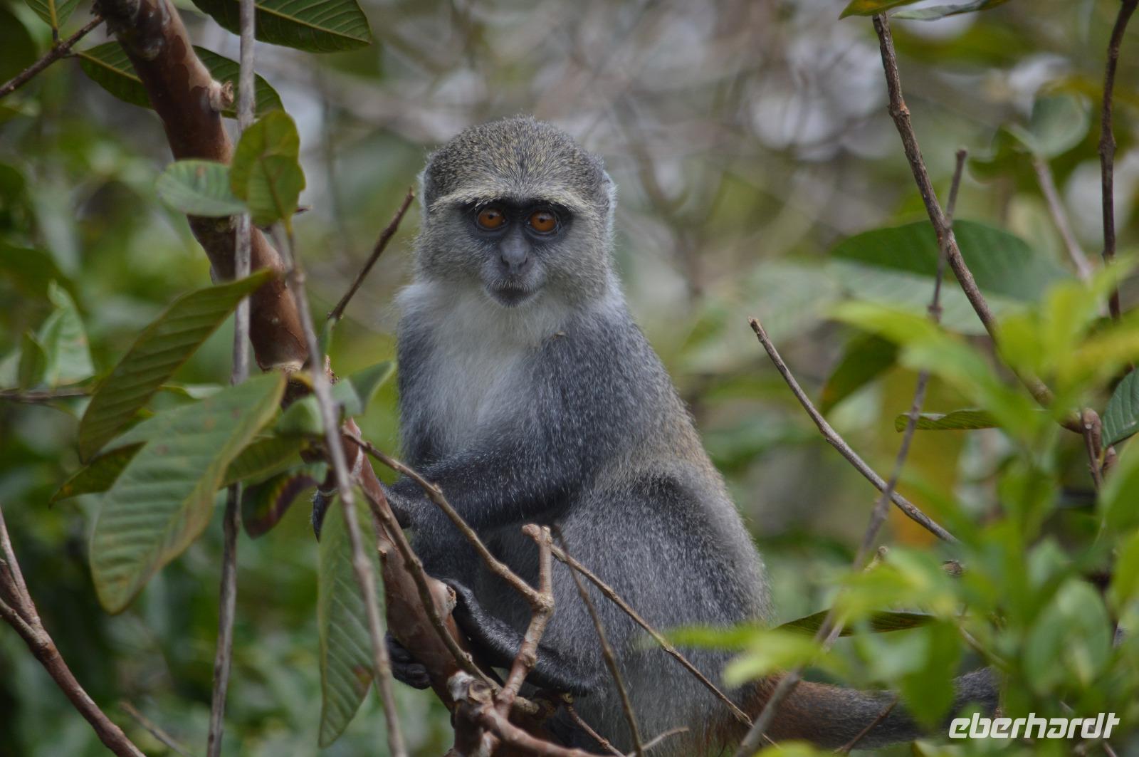 Sansibar - Meerkatze