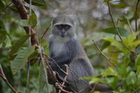 Sansibar - Meerkatze