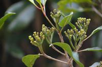 Sansibar - Nelkenbaum