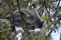 Sansibar - Roter Colobus