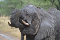 Serengeti - Elefant 2