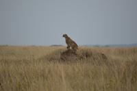 Serengeti - Gepard
