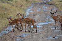 Serengeti - Impala