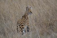 Serengeti - Serval