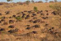 Tarangire - Büffelwanderung