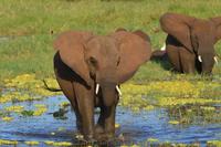 Tarangire - Elefant 3