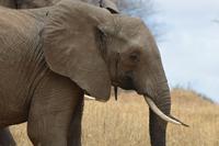 Tarangire - elefant