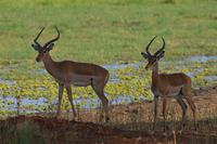 Tarangire - Impala