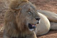 Tarangire - Löwe