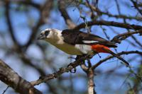 Tarangire - Starweber