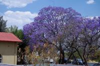 Blühende Jacaranda Bäume in Windhoek