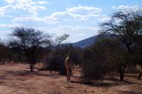 Pirschfahrt - Giraffe