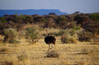 Pirschfahrt - männlicher Strauß