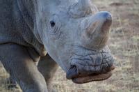 Pirschfahrt -  dicke Lippe