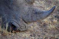 Pirschfahrt - spitzes Horn