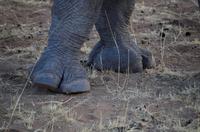 Pirschfahrt - dicke Füße