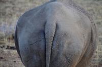 Pirschfahrt - breites Hinterteil