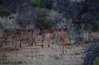 Pirschfahrt - Impalas