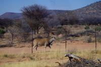 Unterwegs - Eland-Antilope