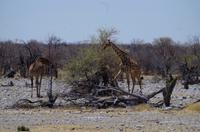 Etosha-Nationalpark - Giraffen
