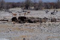 Etosha-Nationalpark - Betrieb am ersten Wasserloch