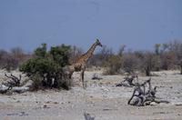 Etosha-Nationalpark - entdeckt