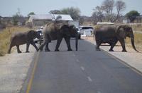 Etosha-Nationalpark - Elefantenparade vorm Okaukuejo Camp