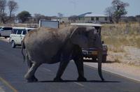 Etosha-Nationalpark - Elefantenparade vorm Okaukuejo Camp