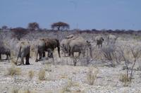 Etosha-Nationalpark - Elefantentreffen