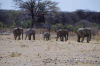 Etosha-Nationalpark - Elefantenparade vorm Okaukuejo Camp
