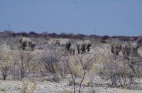 Etosha-Nationalpark - Elefantentreffen