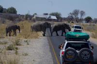 Etosha-Nationalpark - Elefantenparade vorm Okaukuejo Camp