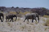 Etosha-Nationalpark - Elefantenparade vorm Okaukuejo Camp