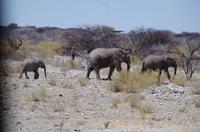 Etosha-Nationalpark - Elefantenparade vorm Okaukuejo Camp