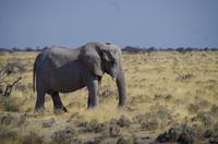 Etosha-Nationalpark - Elefant