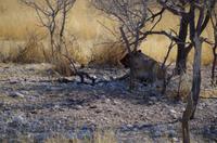 Etosha-Nationalpark - Löwin im Gebüsch