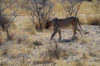 Etosha-Nationalpark - Löwin auf Nahrungssuche