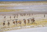 Etosha-Nationalpark - Springböcke wittern die Löwein