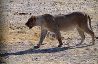 Etosha-Nationalpark - Löwin kommt zum Wasserloch näher