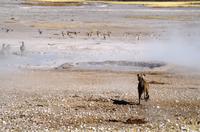 Etosha-Nationalpark - Löwin greift an