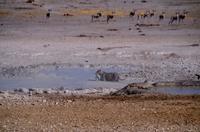 erfolgreiche Jagd der Löwin am Wasserloch