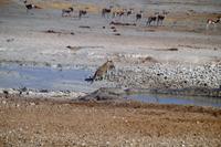 als Nachtisch ein kleiner Springbock