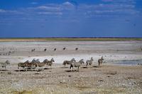 Zebras verharren steif