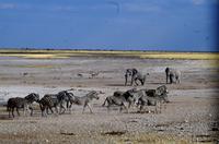 Elefanten im Anmarsch